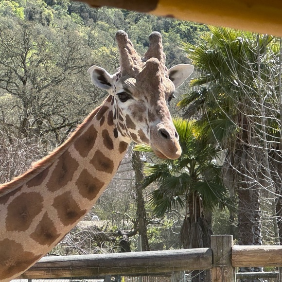 Meet your Posher, MoJo - Picture 11 of 13